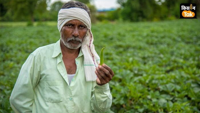 रबी फसलों की खेती के लिए किसानों ने 445 करोड़ रुपये का कृषि लोन लिया है.