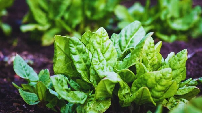 पालक की ये वैरायटी