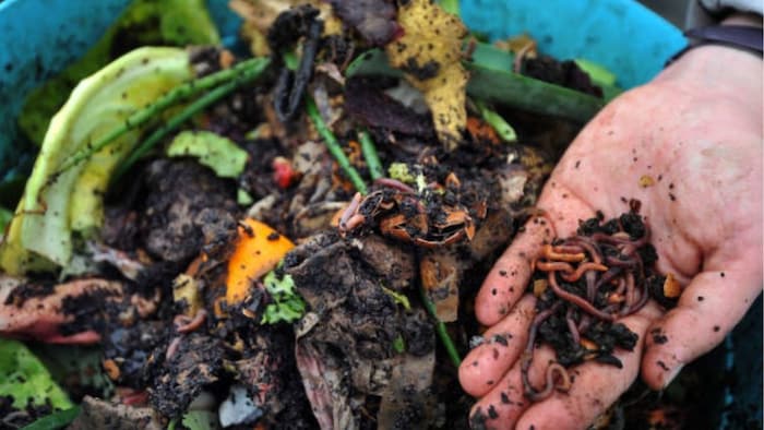 रसोई के कचरे से बनाएं जैविक खाद (फोटो- गेटी इमेज)