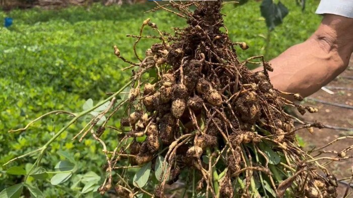groundnut farming
