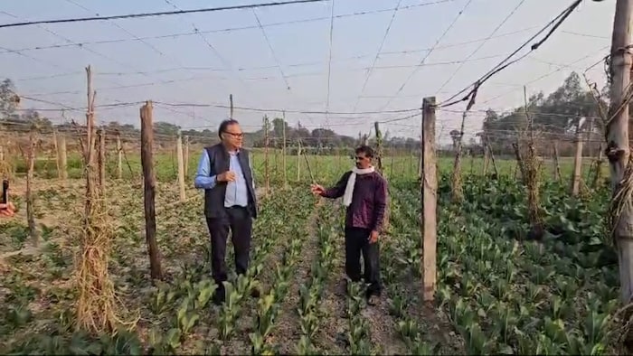 सब्जियों की खेती में मचान विधि का उपयोग काफी लाभकारी साबित हो रहा है.