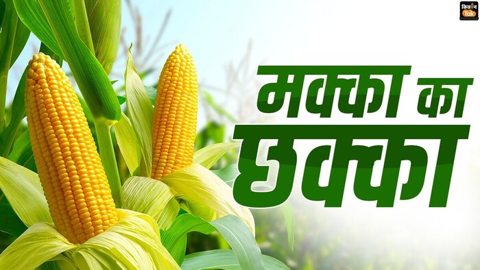 क्यों फायदे का सौदा है मक्का की खेती?