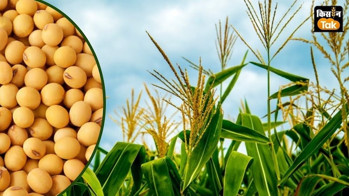 ब्रेवेंट सीड्स 2025 सीजन के लिए मक्का और सोयाबीन के पोर्टफोलियो बढ़ा रहा है.