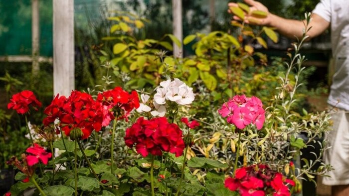 geranium farming (source-Freepik)