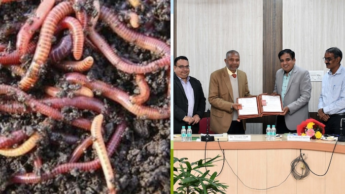 46 डिग्री सेल्सियस तापमान में भी जिंदा रहेगा जय गोपाल केंचुआ