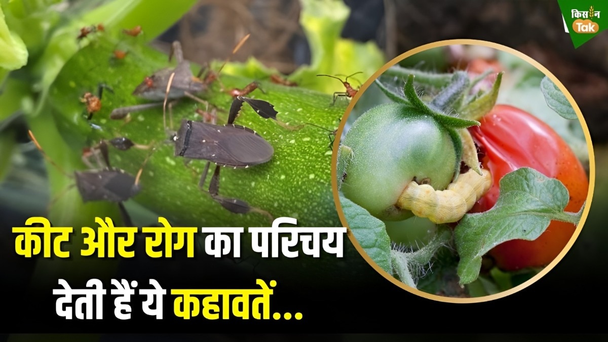 ये हैं फसलों में लगने वाले कीट और रोग से जुड़ी 10 कहावतें, मिलेगी चौंकाने वाली जानकारी