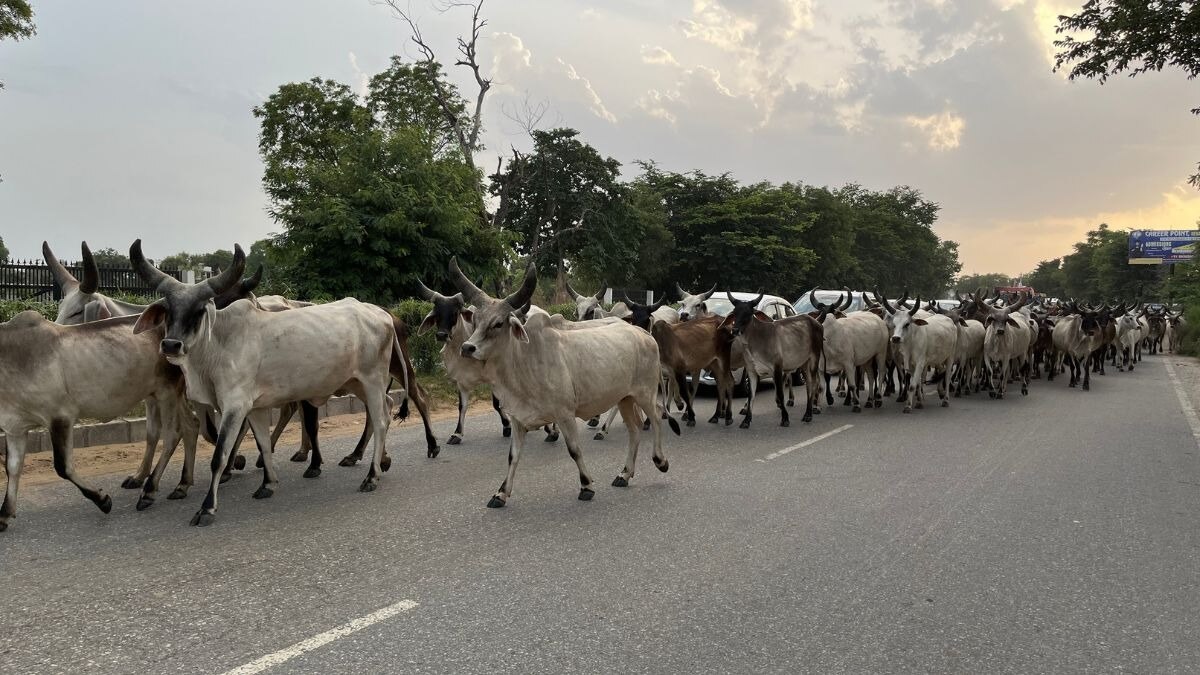 Cow-Sheep: 8 महीने के लिए हजारों गायों संग फरवरी में गांव छोड़ देगा ये समाज, जानें वजह
