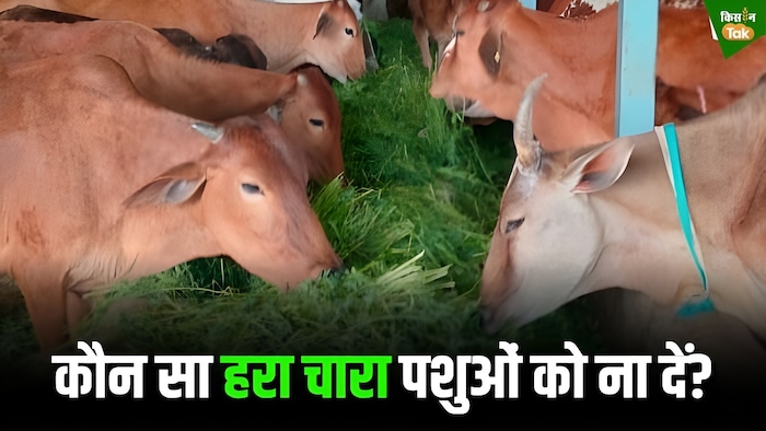 पशुओं को कौन सा चारा ना दें?