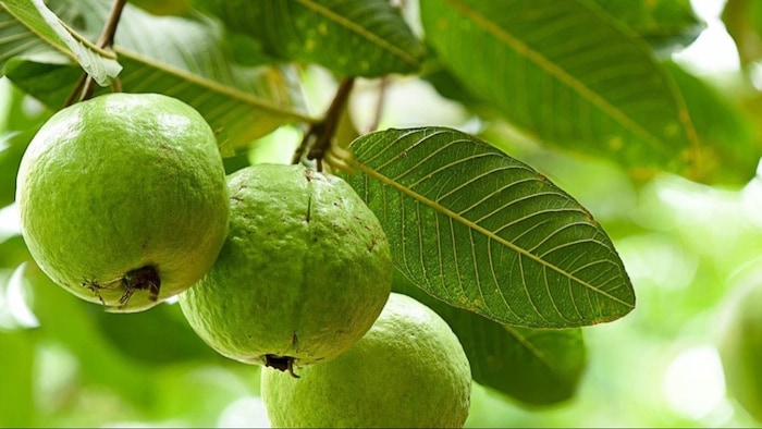 अमरूद की खेती से बढ़ी कमाई (सांकेतिक तस्वीर)