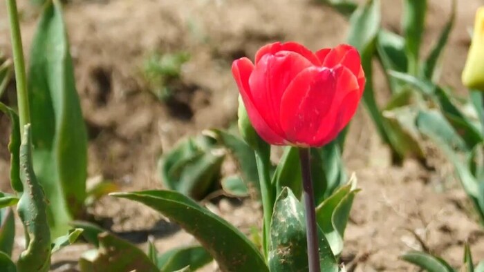 Tulip
