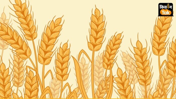 गेहूं बिक्री के लिए रजिस्ट्रेशन प्रक्रिया 20 जनवरी से चल रही है.