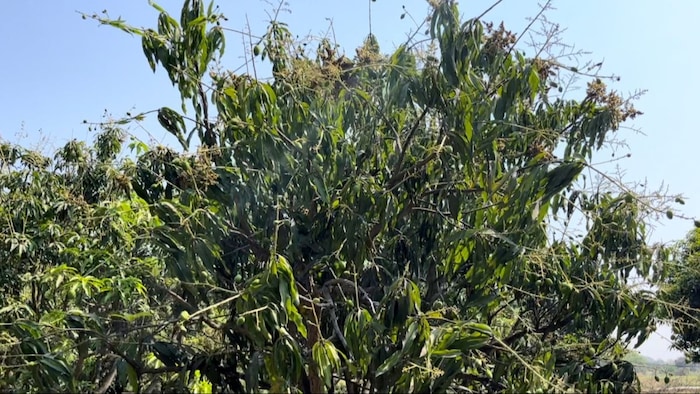 बिहार में ठंड का कहर जारी, लीची और आम में बढ़ा इन रोगों का प्रकोप