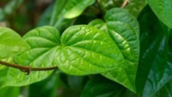 पान की खेती पर सब्सिडी