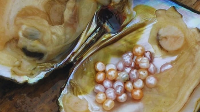 मोती की खेती