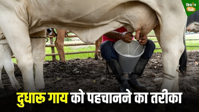 दुधारू पशुओं की पहचान