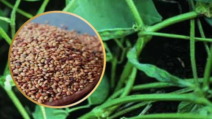 कुल्थी की खेती