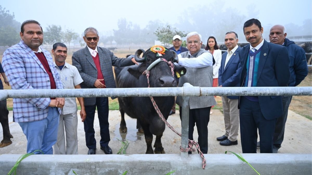 CIRB: “तकनीक की मदद से बनवाया भैंसों का शेड तो बढ़ जाएगा दूध उत्पादन”
