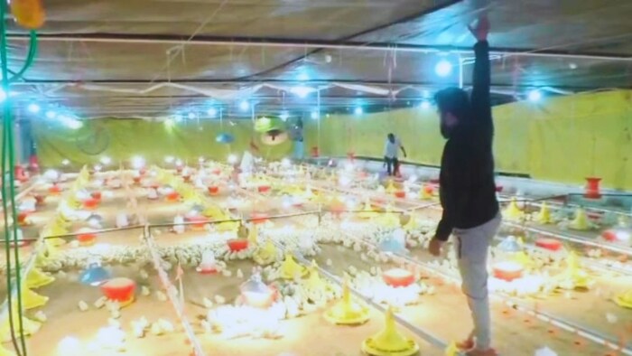 मुर्गीपालन