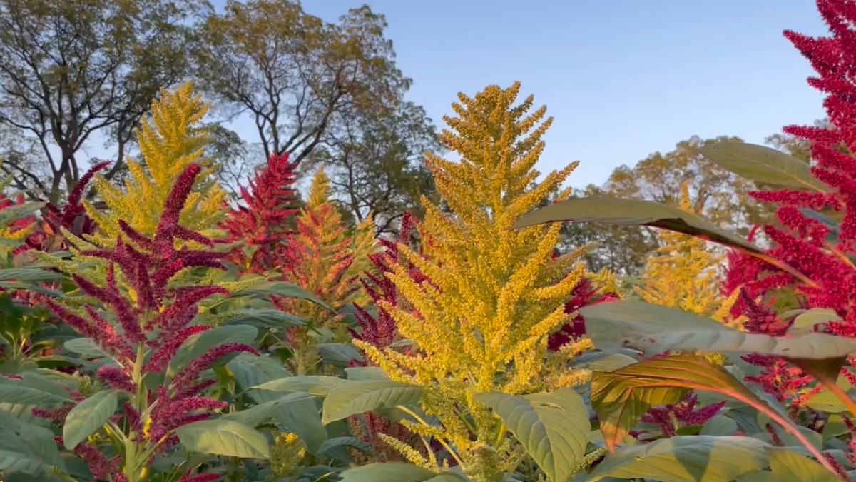 amaranth farming
