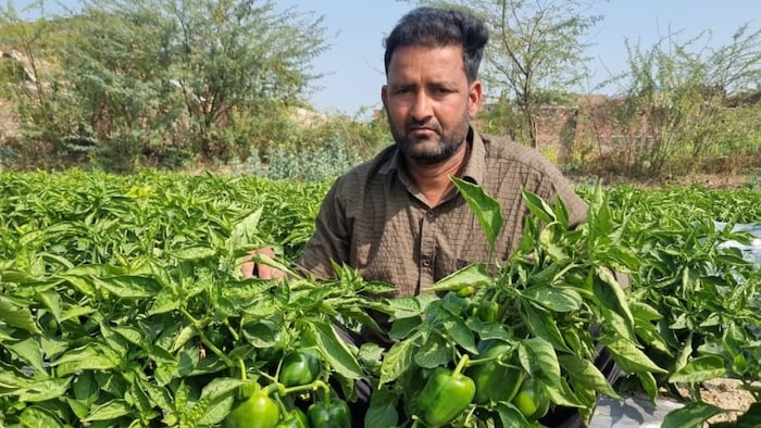 इटावा जिले चकवा बुजुर्ग के सफल किसान आलोक प्रताप