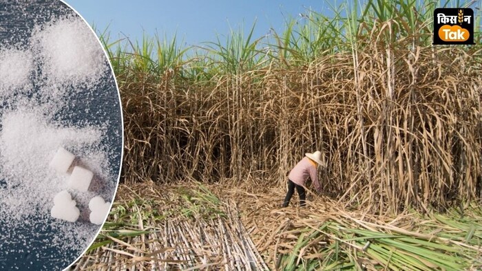 ISMA ने 47 लाख टन कम शुगर प्रोडक्शन की आशंका जताई है.