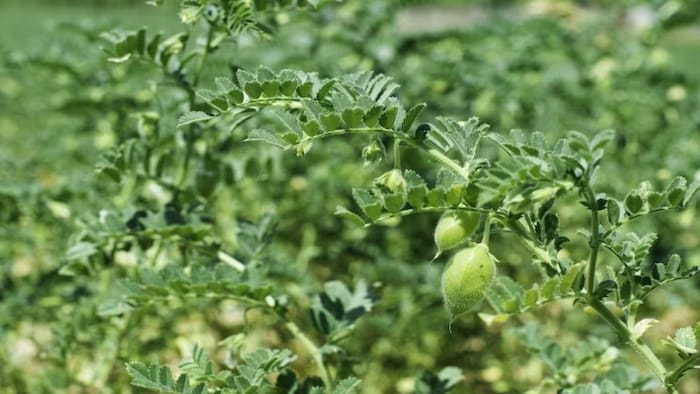 चने की खेती के लिए वैज्ञानिकों ने दिया टिप्स.