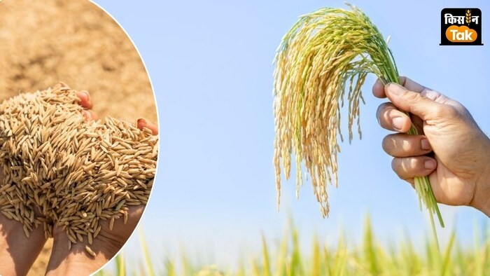 कृषि विभाग के अनुसार 2024-25 सीजन के लिए 149 लाख मीट्रिक टन धान खरीद की गई है,