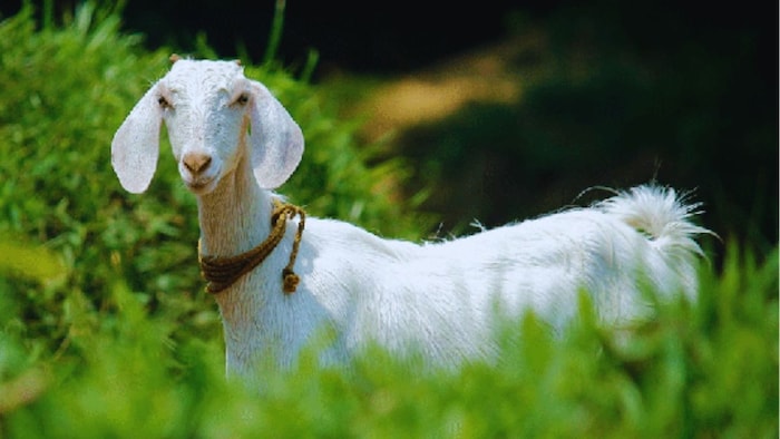 बकरी पालन