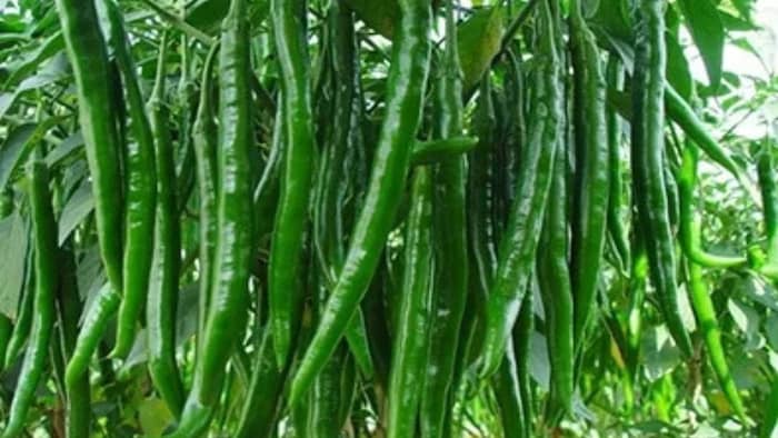 उत्तर प्रदेश से सब्जी निर्यात में लगातार बढ़ोतरी हो रही है.