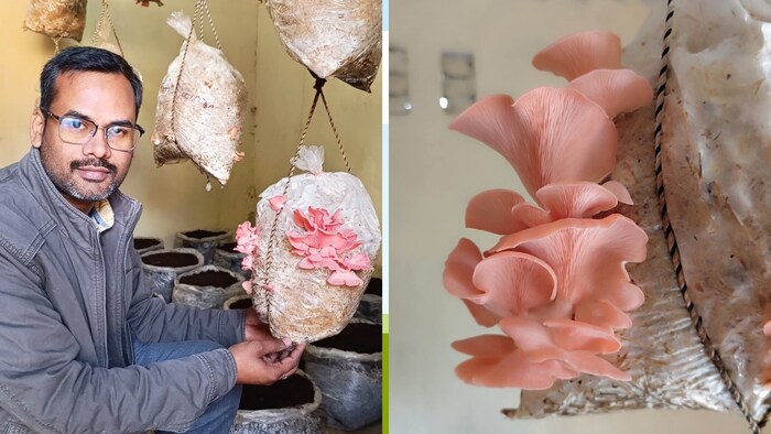 वैज्ञानिक ओंकार सिंह गुलाबी मशरूम की खेती करने के लिए किसानों को जागरूक कर रहे हैं.