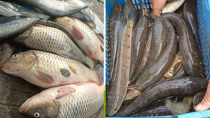 किसानों को मछली पालन पर मिल रही सब्सिडी