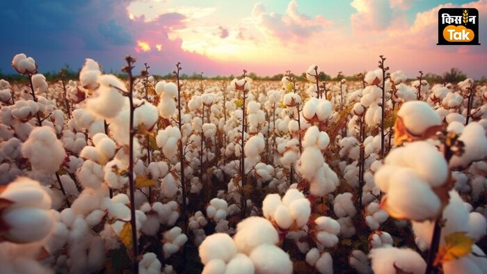 Cotton Production