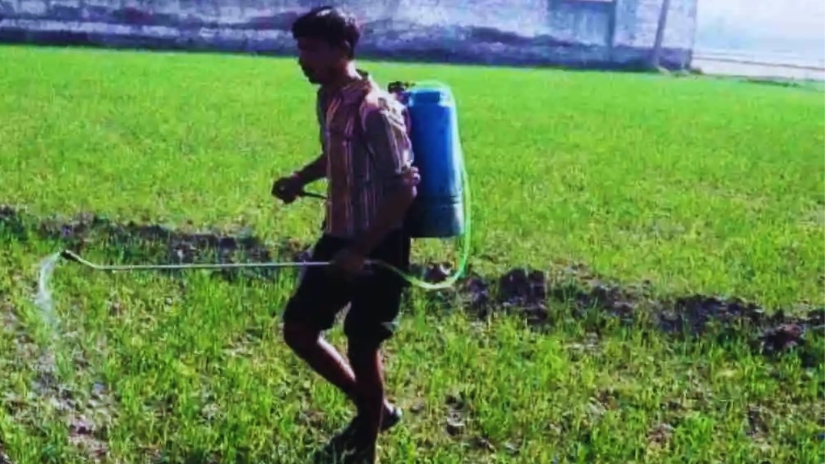 देसी नुस्खे से गेहूं के खेतों में नहीं मंडराएंगे कीड़े