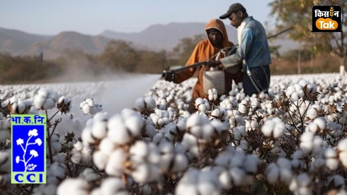 सीसीआई ने कहा कि यार्ड में आई पूरी उपज वह खरीदेगा.