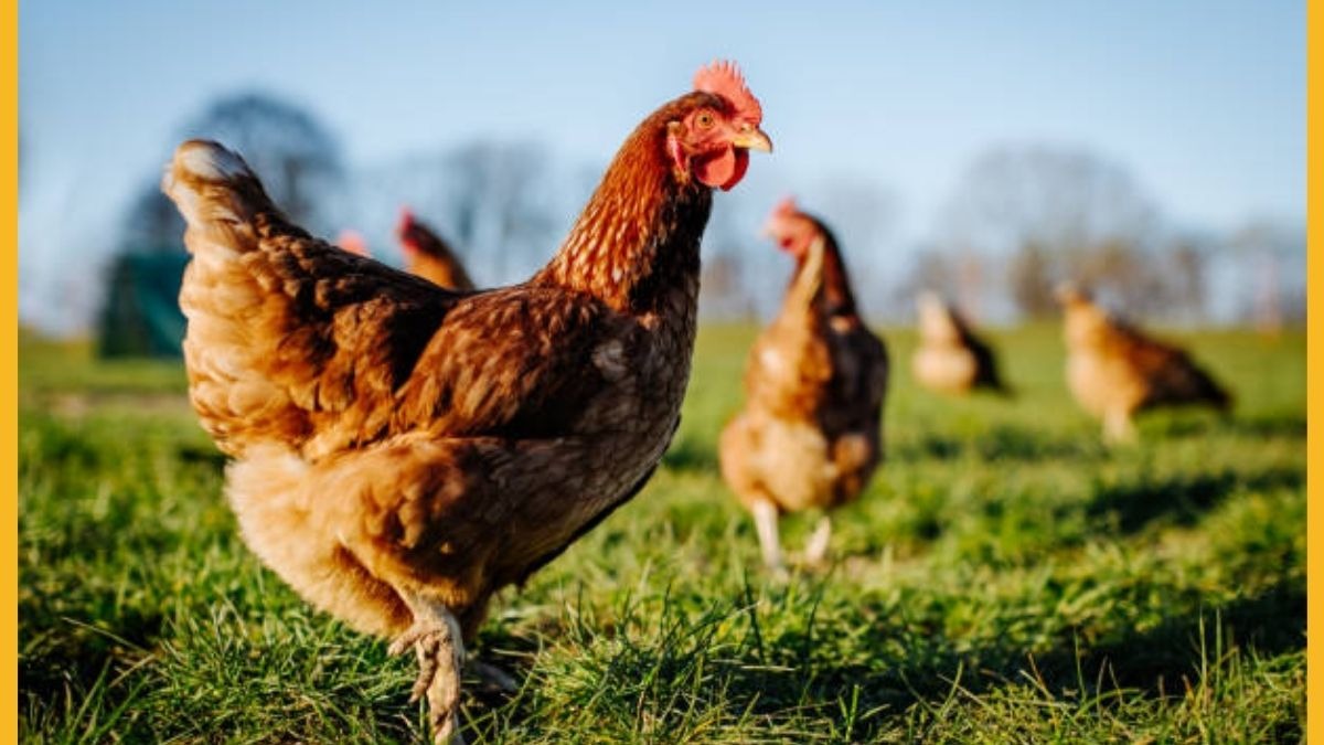 स्वाइन फ्लू के बाद बर्ड फ्लू का गहराया संकट, 4 लाख मुर्गिंयों की मौत से पोल्ट्री किसान परेशान 