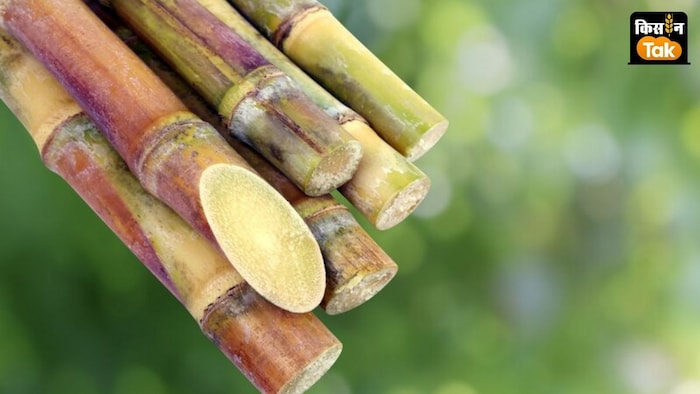 नए प्लांट की प्रतिदिन 5,000 टन गन्ना की पेराई क्षमता होने की उम्मीद है.