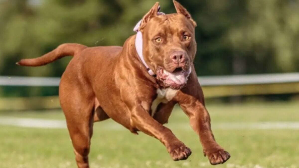 Rabies: जानलेवा बीमारी रेबीज को रोकने के लिए इस प्लान पर हो रहा है काम, पढ़ें डिटेल 