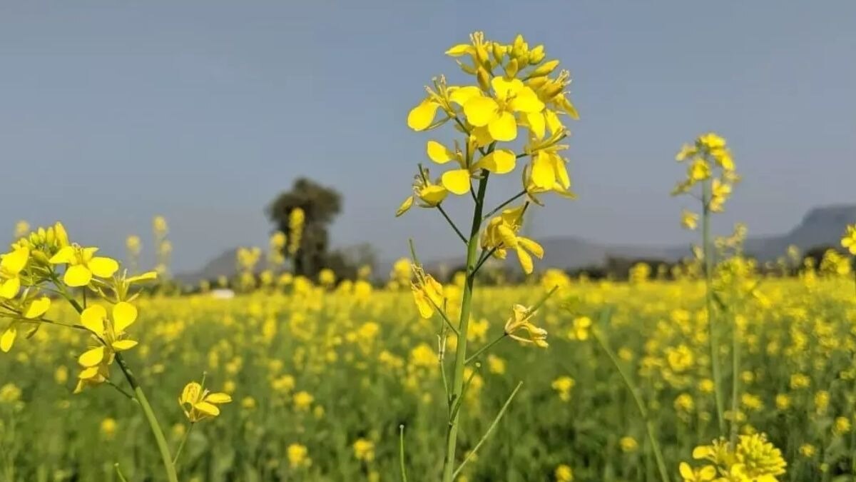 सरसों की फसल को सफेद रतुआ और झुलसा रोग से कैसे बचाएं, क‍िसानों के ल‍िए बहुत काम का है ये ट‍िप्स 