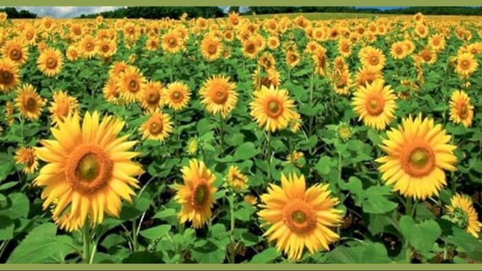 2024-25 में सोयाबीन का उत्पादन 158 लाख टन होने का अनुमान है.