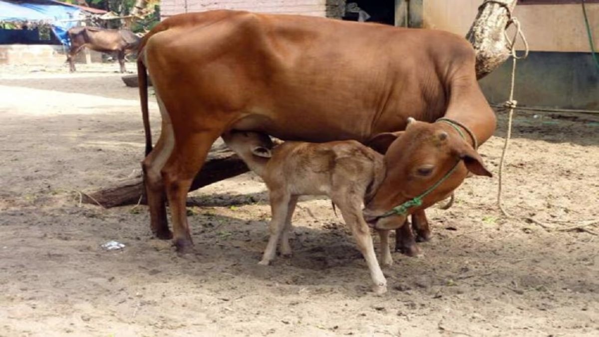Cow Disease: गायों को होने वाली 9 प्रमुख बीमारी और उनके लक्षण के बारे में पढ़ें डिटेल 