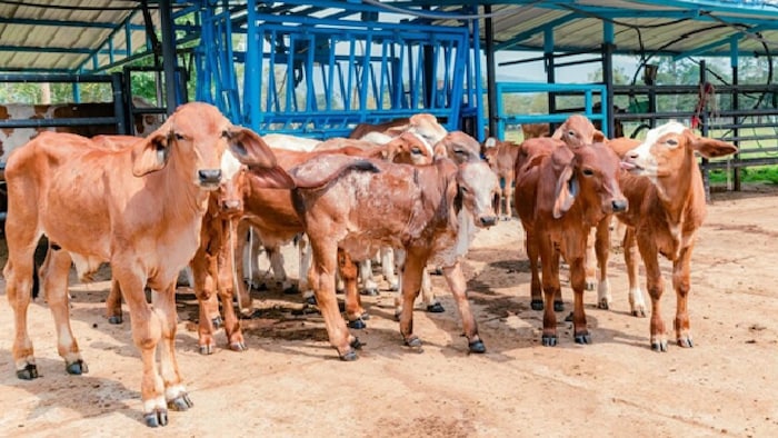 पशु स्वास्थ्य सेवा में सुधार के तहत 520 मोबाइल वेटरनरी यूनिट से घर-घर उपचार पहुंचेगा.