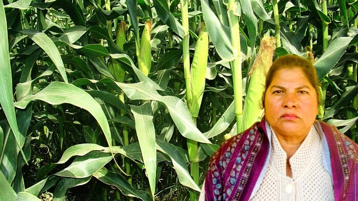 फायदे का सौदा बन रही मक्का की खेती. (Photo-IIMR)