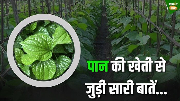 पान की खेती से जुड़ी सारी बातें