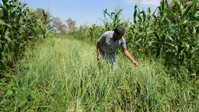 आईएमडी ने जारी की फसल एडवाइजरी
