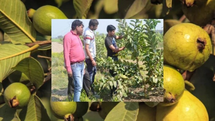 अमरूद किसान की सफलता की कहानी