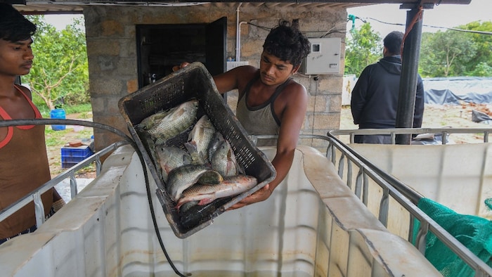 फिश वेंडिंग (प्रतीकात्मक तस्वीर/गेटी इमेज)