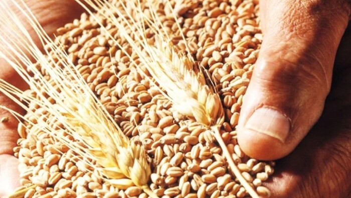 उत्तर प्रदेश, मध्य प्रदेश और राजस्थान की मंडियों में गेहूं का थोक भाव एमएसपी से ऊपर बना हुआ है.