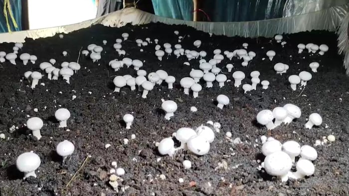 mushroom cultivation