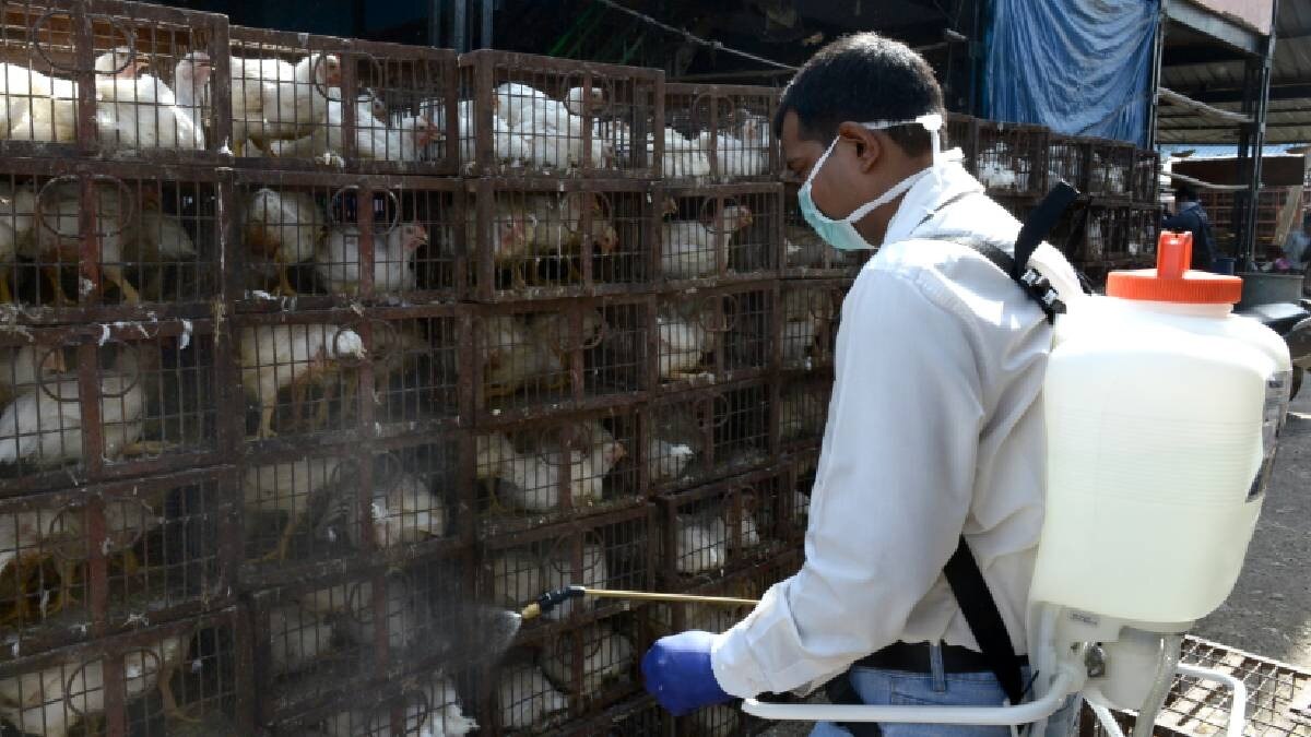 Bird Flu फैलने के बाद पोल्ट्री किसानों को चेतावनी जारी, आंध्र और झारखंड में सरकार ने दी ये हिदायत