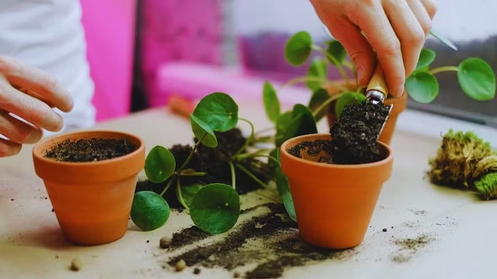 Tips to prepare your garden for summers